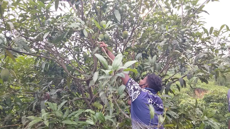 তীব্র দাবদাহের কারণে রাঙামাটিতে পূরণ হয়নি আম উৎপাদনের লক্ষ্যমাত্রা তীব্র দাবদাহের কারণে রাঙামাটিতে পূরণ হয়নি আম উৎপাদনের লক্ষ্যমাত্রা