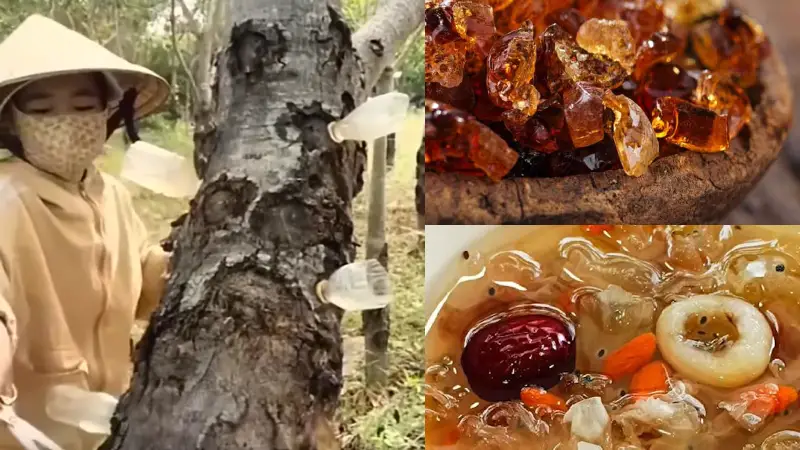 গাছের কষ থেকে তৈরি স্বাস্থ্যকর চিনি! স্থানীয়দের জীবিকা ও খাদ্য সংস্কৃতির অংশ গাছের কষ থেকে তৈরি স্বাস্থ্যকর চিনি! স্থানীয়দের জীবিকা ও খাদ্য সংস্কৃতির অংশ