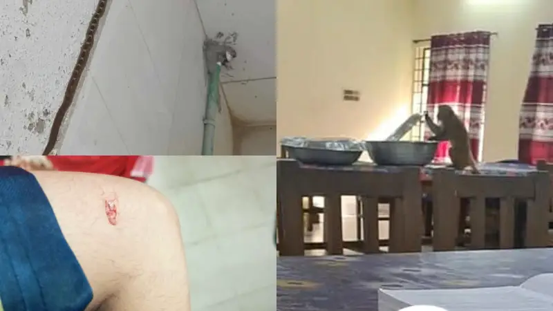 ‘স্বাভাবিকভাবে রুমে থাকতে পারছি না’— বানরের আক্রমণ ও সাপ আতঙ্কে দিশেহারা সিকৃবি ছাত্রী হল