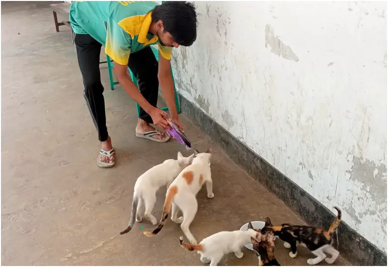 বন্ধ ঢাবি ক্যাম্পাসে ক্ষুধার্ত বিড়ালের পাশে দাঁড়ালেন মুসাদ্দিক বন্ধ ঢাবি ক্যাম্পাসে ক্ষুধার্ত বিড়ালের পাশে দাঁড়ালেন মুসাদ্দিক
