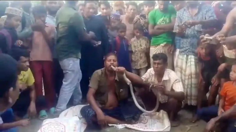 সাপ খেয়ে সাপুড়ের বদলা: নাগেশ্বরীতে ঘটল রোমহর্ষক ঘটনা! সাপ খেয়ে সাপুড়ের বদলা: নাগেশ্বরীতে ঘটল রোমহর্ষক ঘটনা!