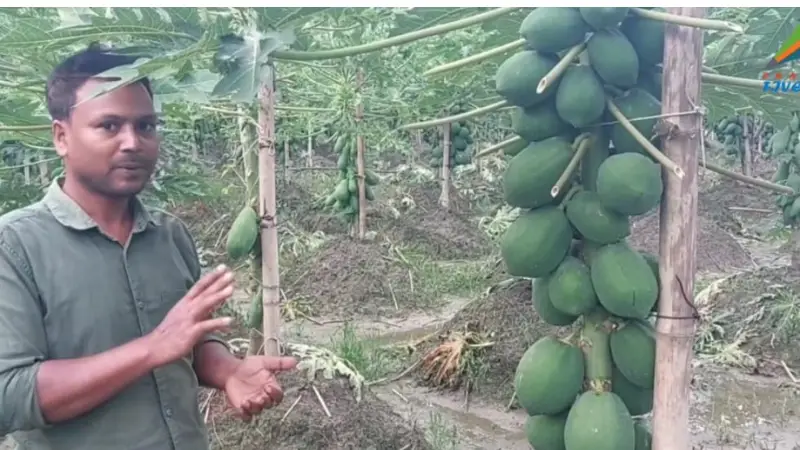 চাঁদপুরে পেঁপে চাষ করে স্বাবলম্বী কৃষক দেলোয়ার 