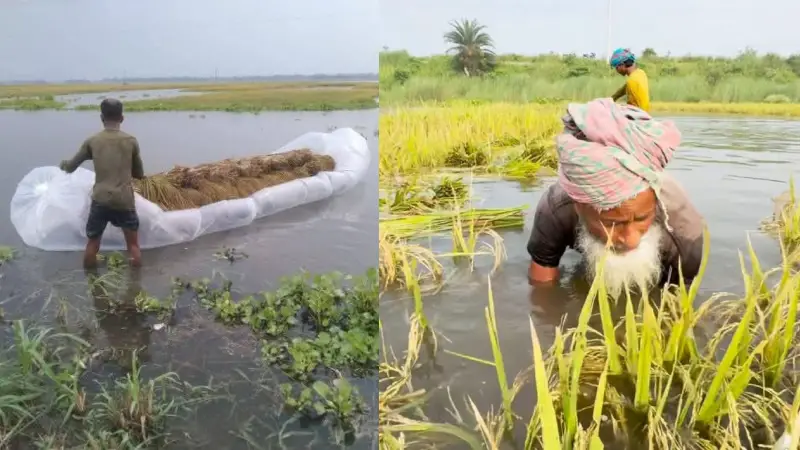 আকস্মিক বর্ষায় তলিয়ে যায় কৃষকের পাকা ধান আকস্মিক বর্ষায় তলিয়ে যায় কৃষকের পাকা ধান