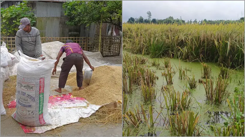 বৃষ্টিতে ধান নিয়ে বিপাকে ফুলবাড়ীর কৃষক বৃষ্টিতে ধান নিয়ে বিপাকে ফুলবাড়ীর কৃষক