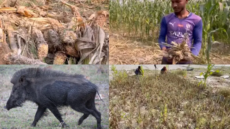 ভারতীয় শুকরের তাণ্ডবে কৃষকেরা বিপর্যস্ত ভারতীয় শুকরের তাণ্ডবে কৃষকেরা বিপর্যস্ত
