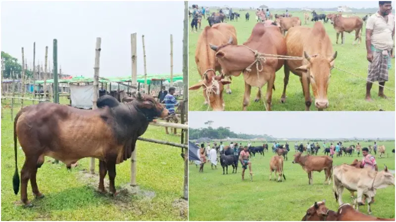 লাখ টাকার গরুতে একশ টাকা হাসিল
