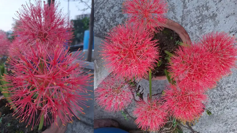 বাড়ির ছাদে মিলছে মে ফ্লাওয়ার বাড়ির ছাদে মিলছে মে ফ্লাওয়ার