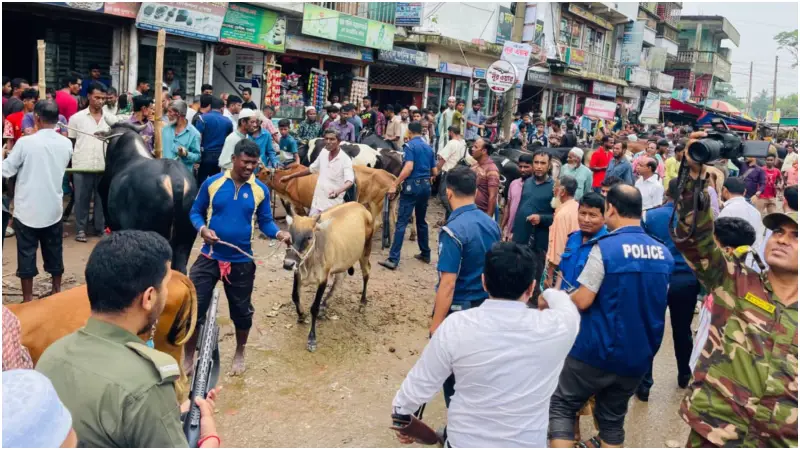 সরাইলের কালিকচ্ছ বাজারে অবৈধ গরু-মহিষের হাট: উচ্ছেদ করলো প্রশাসন 