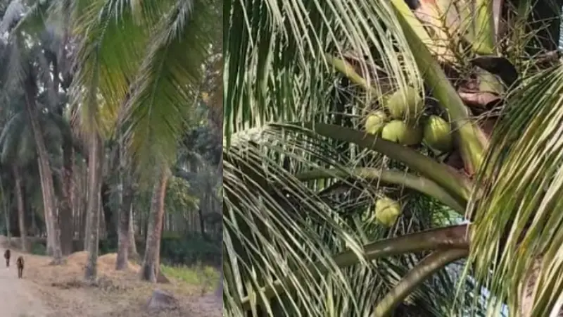 রামগঞ্জে ভরপুর সুপারি-নারিকেলে রামগঞ্জে ভরপুর সুপারি-নারিকেলে