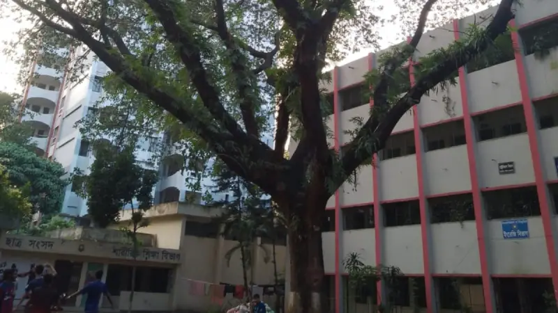 তিতুমীর কলেজে শতবর্ষী গাছ: সবুজের ছায়ায় ইতিহাসের গল্প তিতুমীর কলেজে শতবর্ষী গাছ: সবুজের ছায়ায় ইতিহাসের গল্প