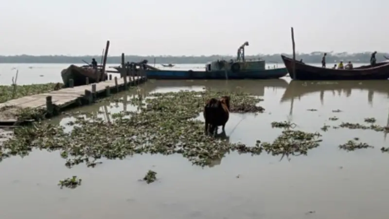 ১৯ বছরেও চালু হয়নি পিরোজপুরের কলারন-সন্ন্যাসী ফেরি, ভোগান্তি চরমে ১৯ বছরেও চালু হয়নি পিরোজপুরের কলারন-সন্ন্যাসী ফেরি, ভোগান্তি চরমে