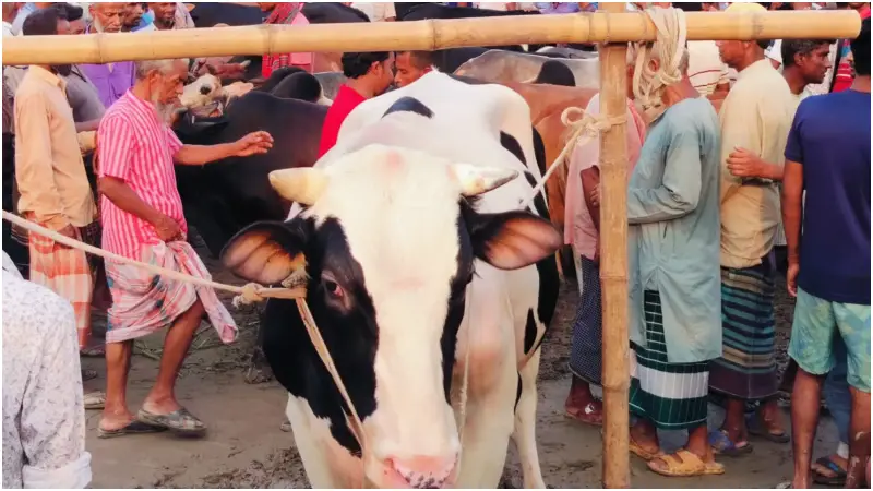 স্বস্তিতে ক্রেতা-বিক্রেতা, শেষ মুহূর্তে জমে উঠেছে কোরবানির পশুর হাট স্বস্তিতে ক্রেতা-বিক্রেতা, শেষ মুহূর্তে জমে উঠেছে কোরবানির পশুর হাট