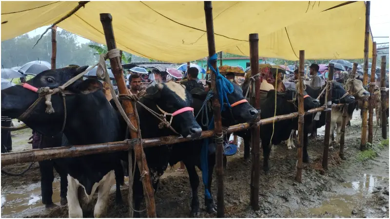 খামার ও হাটগুলোতে অজানা শঙ্কায় কমছে কোরবানি! পুলিশের কড়া নজরদারি খামার ও হাটগুলোতে অজানা শঙ্কায় কমছে কোরবানি! পুলিশের কড়া নজরদারি