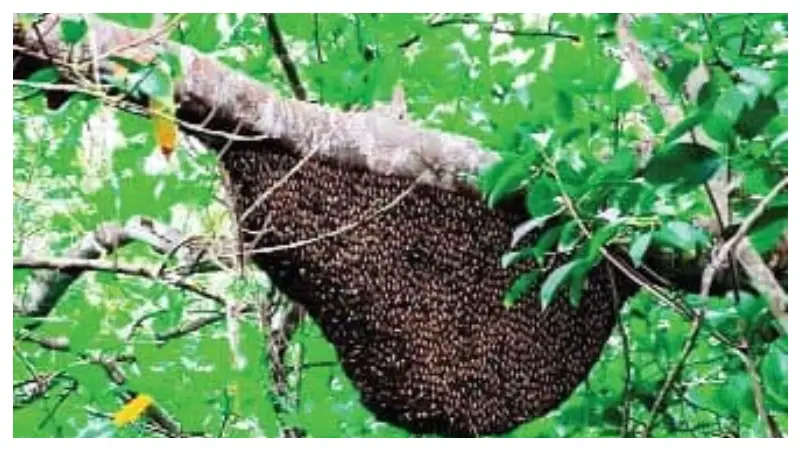 জিআই স্বীকৃতি পেলো সুন্দরবনের মধু: সম্ভাবনার নতুন দিগন্ত জিআই স্বীকৃতি পেলো সুন্দরবনের মধু: সম্ভাবনার নতুন দিগন্ত