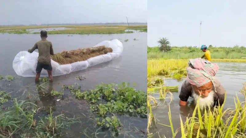 চলনবিলে আকস্মিক বর্ষায় তলিয়ে গেছে কৃষকের পাকা-কাঁচা ধান চলনবিলে আকস্মিক বর্ষায় তলিয়ে গেছে কৃষকের পাকা-কাঁচা ধান