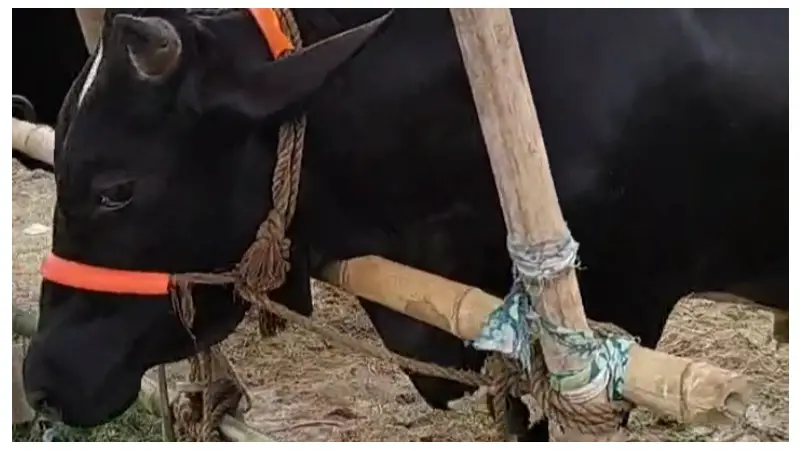 শেষ মুহূর্তে বেচাকেনার ধুম মুকসুদপুরের টেংরাখোলার পশুর হাট শেষ মুহূর্তে বেচাকেনার ধুম মুকসুদপুরের টেংরাখোলার পশুর হাট