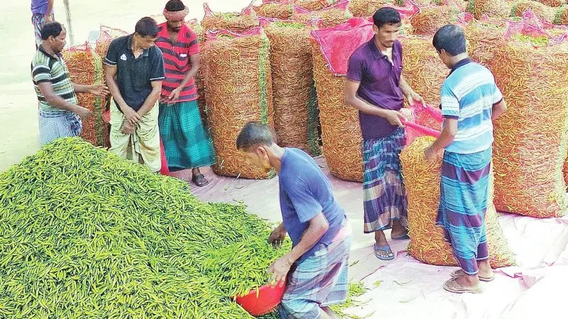 পানির দামে কাঁচা মরিচ, বাম্পার ফলনেও লোকসানে কৃষক পানির দামে কাঁচা মরিচ, বাম্পার ফলনেও লোকসানে কৃষক