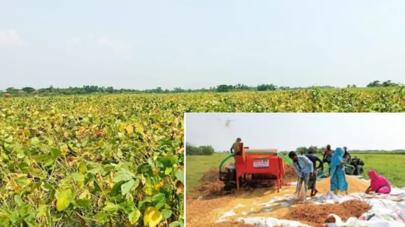 রায়পুরে পাকা সয়াবিন কাটতে ভয় পাচ্ছেন কৃষকরা রায়পুরে পাকা সয়াবিন কাটতে ভয় পাচ্ছেন কৃষকরা