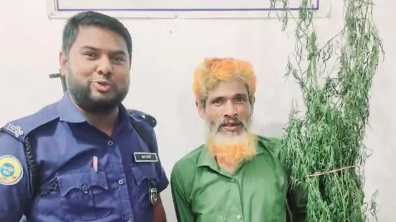 পাট ক্ষেতে গাঁজা চাষ করায় মাদক কারবারি আবুল গ্রেফতার পাট ক্ষেতে গাঁজা চাষ করায় মাদক কারবারি আবুল গ্রেফতার