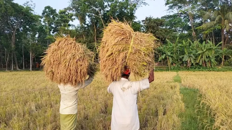 বাকেরগঞ্জে বোরো ধানের বাম্পার ফলনে খুশি কৃষকেরা বাকেরগঞ্জে বোরো ধানের বাম্পার ফলনে খুশি কৃষকেরা