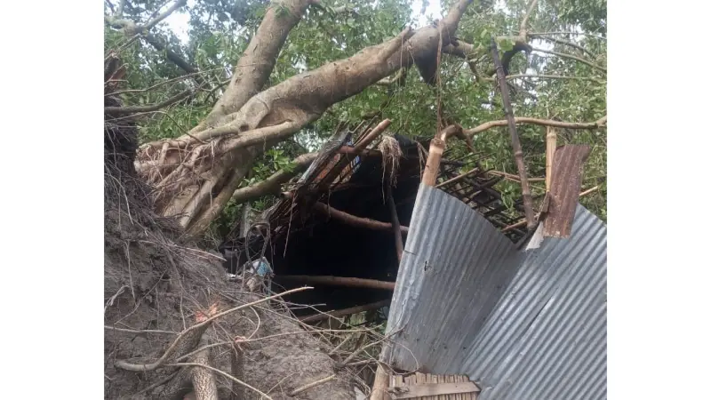 কালবৈশাখী ঝড়ে গাছ চাপায় চা দোকানী নারীর মৃত্যু কালবৈশাখী ঝড়ে গাছ চাপায় চা দোকানী নারীর মৃত্যু