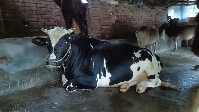 কোরবানির জন্য প্রস্তুত ‘টাইগার বিষু’ কোরবানির জন্য প্রস্তুত ‘টাইগার বিষু’