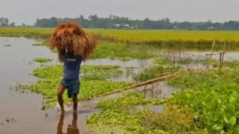 শিবালয়ে ফসলের মাঠে জলাবদ্ধতা, ইরি-বোরোর ব্যাপক ক্ষতি