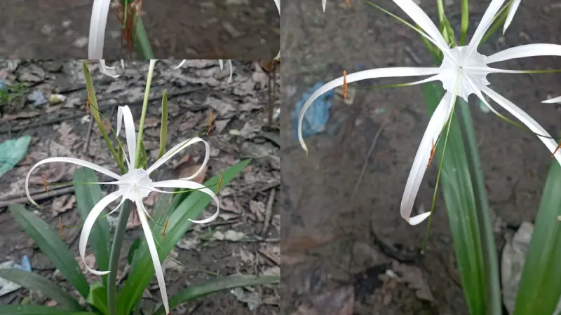 বুনো সৌন্দর্য আর সুগন্ধে ভরপুর স্পাইডার লিলি বুনো সৌন্দর্য আর সুগন্ধে ভরপুর স্পাইডার লিলি
