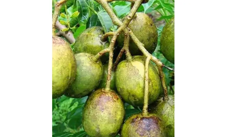 উপকারী টক-মিষ্টি দেশি ফল আমড়ায় রয়েছে সুস্থতার ছোঁয়া উপকারী টক-মিষ্টি দেশি ফল আমড়ায় রয়েছে সুস্থতার ছোঁয়া