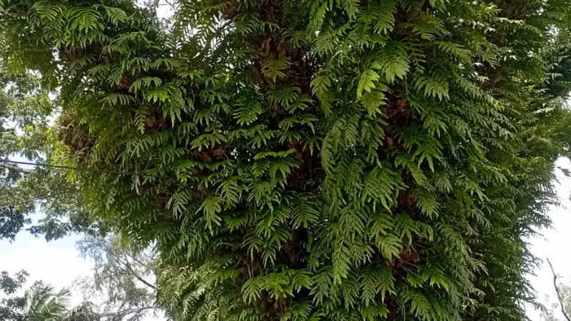 উপকারী বৃক্ষের নীরব ঘাতক পরগাছা উপকারী বৃক্ষের নীরব ঘাতক পরগাছা