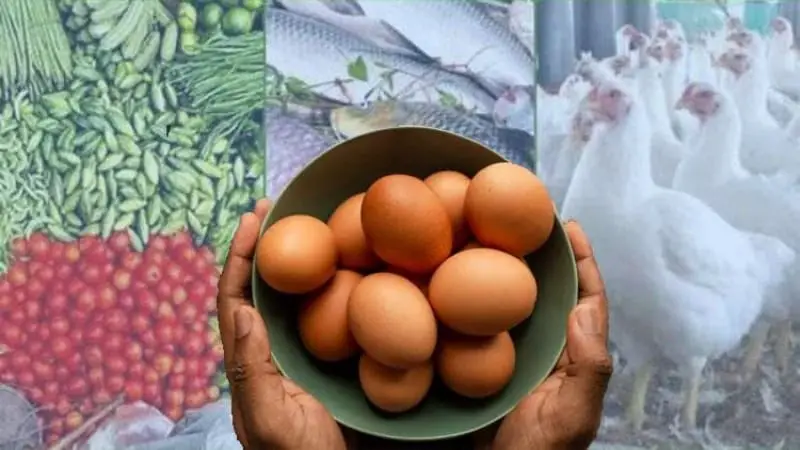 মুরগির দামে পাল্লা দিচ্ছে মাছ, প্রতিযোগিতায় ডিমও পিছিয়ে নেই