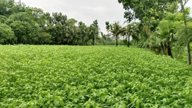 পাইকগাছায় পাট চাষে কৃষকদের সোনালি স্বপ্ন, বাম্পার ফলনের সম্ভাবনা পাইকগাছায় পাট চাষে কৃষকদের সোনালি স্বপ্ন, বাম্পার ফলনের সম্ভাবনা