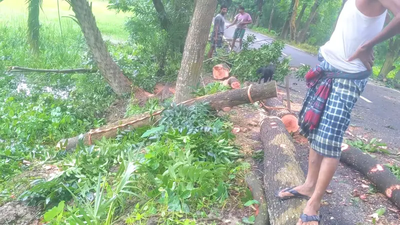 বাউফলে হাইকোর্টের নিষেধাজ্ঞা উপেক্ষা করে ১৮টি সরকারি গাছ কর্তন বাউফলে হাইকোর্টের নিষেধাজ্ঞা উপেক্ষা করে ১৮টি সরকারি গাছ কর্তন