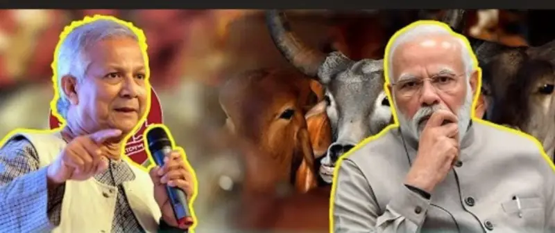 কোরবানির বাজারে ভারতকে চাপে ফেলে গরুতে সাফল্যে বাংলাদেশের ! কোরবানির বাজারে ভারতকে চাপে ফেলে গরুতে সাফল্যে বাংলাদেশের !