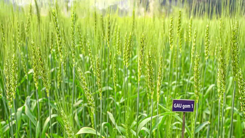 দেশে প্রথম লবণ সহিষ্ণু গম উদ্ভাবন, কৃষিতে যুগান্তকারী সংযোজন