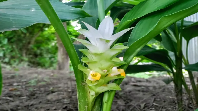 হলুদ গাছের উপকারী সাদা ফুল হলুদ গাছের উপকারী সাদা ফুল