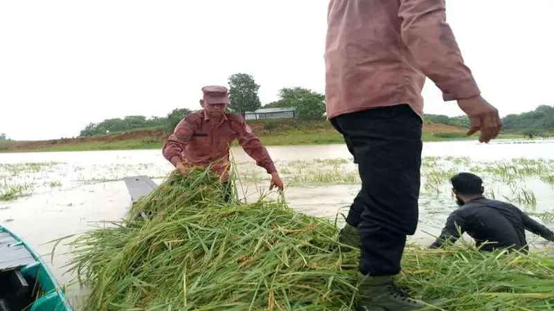 রাঙামাটিতে ভারী বর্ষণ : ধান কেটে বাড়ি পৌঁছে দিচ্ছে আনসার সদস্যরা