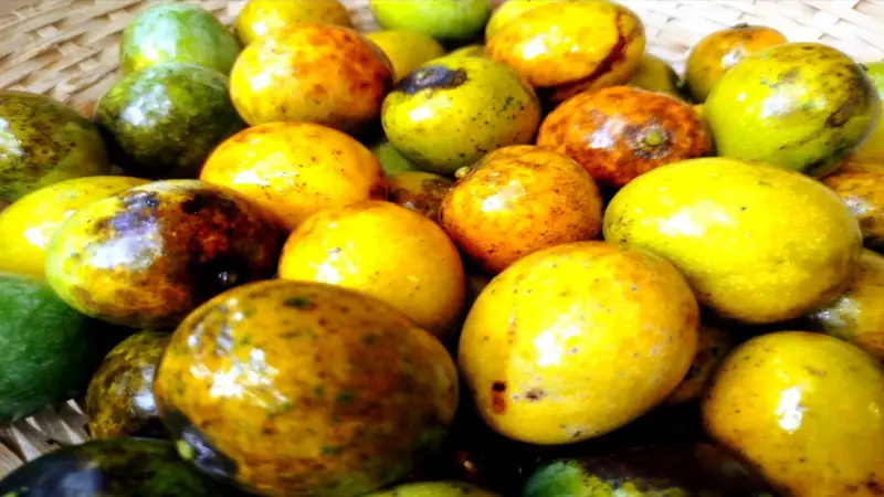 বিলুপ্তির পথে দেশি আম: ভবিষ্যৎ কি হারাবে আমাদের ঐতিহ্যবাহী স্বাদ? বিলুপ্তির পথে দেশি আম: ভবিষ্যৎ কি হারাবে আমাদের ঐতিহ্যবাহী স্বাদ?
