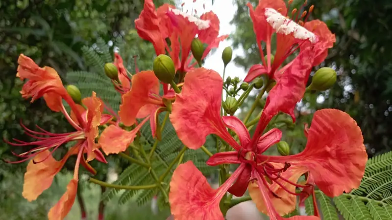 বৃষ্টির ফোঁটায় ফোঁটায় যেসব ফুল ফোটে আনন্দ হয়ে বৃষ্টির ফোঁটায় ফোঁটায় যেসব ফুল ফোটে আনন্দ হয়ে