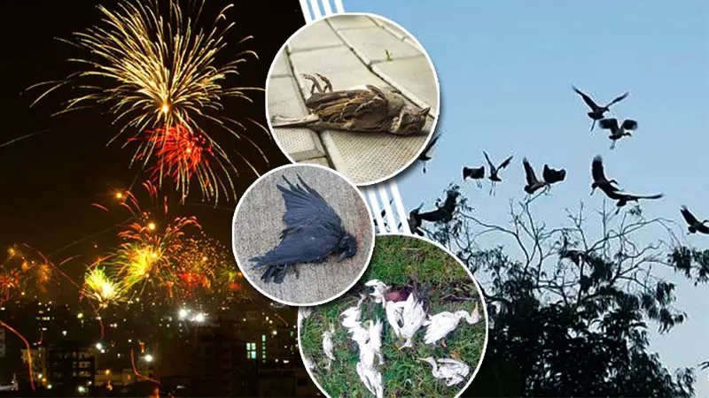 এবারও কী পাখি মারার উৎসব হবে? এবারও কী পাখি মারার উৎসব হবে?