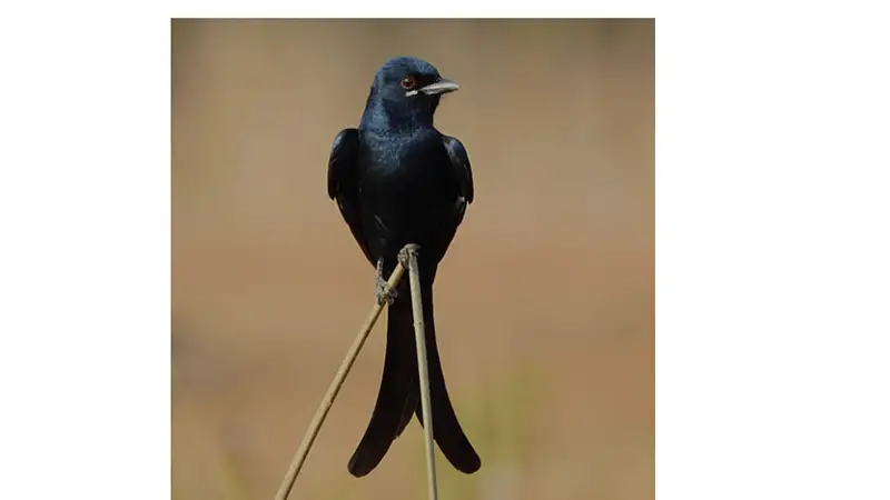 ফিঙেরাজার গল্প ফিঙেরাজার গল্প