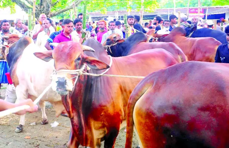 খুলনায় জমে উঠেছে পশুর হাট খুলনায় জমে উঠেছে পশুর হাট