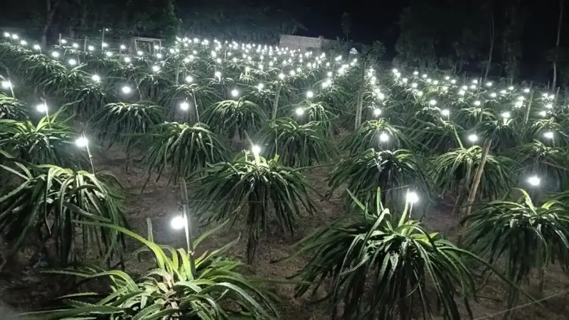 বাল্বের আলোয় রাত জাগছে ড্রাগন গাছ, বাড়ছে ফলন বাল্বের আলোয় রাত জাগছে ড্রাগন গাছ, বাড়ছে ফলন