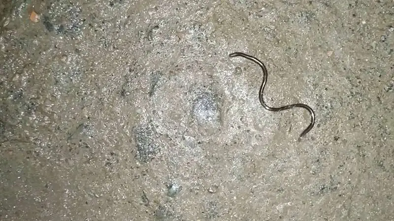 বিশ্বের সবচেয়ে ছোট সাপ বার্বাডোস, দেখা মিলল ২০ বছর পর