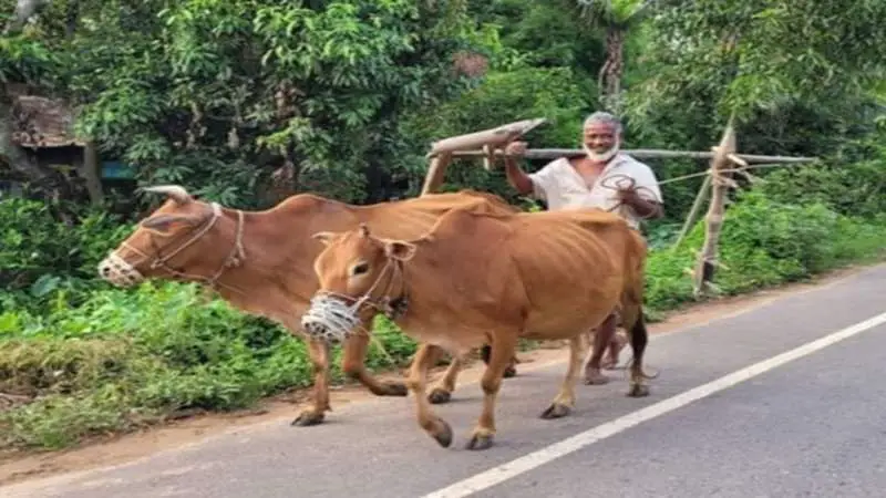 ফটিকছড়িতে এখনো সনাতনী পদ্ধতিতে হালচাষ ফটিকছড়িতে এখনো সনাতনী পদ্ধতিতে হালচাষ