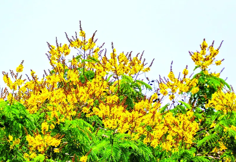 উঁচু গাছের দীর্ঘ হলুদ মঞ্জরি থেকে লুটিয়ে পড়া ফুল উঁচু গাছের দীর্ঘ হলুদ মঞ্জরি থেকে লুটিয়ে পড়া ফুল