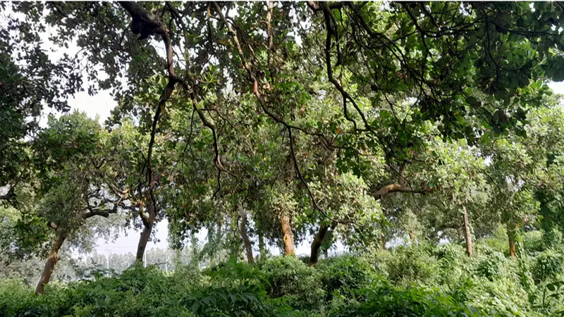 গোবিন্দগঞ্জের রংপুর চিনিকলের সাহেবগঞ্জ বাণিজ্যিক খামারে কাজুবাদাম গোবিন্দগঞ্জের রংপুর চিনিকলের সাহেবগঞ্জ বাণিজ্যিক খামারে কাজুবাদাম