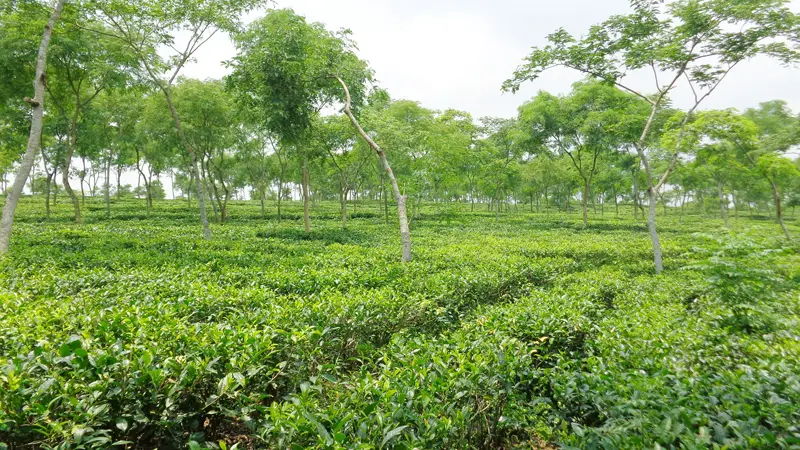 বেতন না পাওয়ায় হবিগঞ্জের ৬ বাগানে চা শ্রমিকরা কাজে যোগ দেননি বেতন না পাওয়ায় হবিগঞ্জের ৬ বাগানে চা শ্রমিকরা কাজে যোগ দেননি
