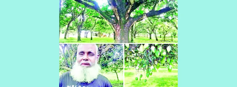 ৭৪ বছরের বৃক্ষ, জিআই স্বীকৃতি নিয়ে দাঁড়িয়ে আছে আজও ৭৪ বছরের বৃক্ষ, জিআই স্বীকৃতি নিয়ে দাঁড়িয়ে আছে আজও