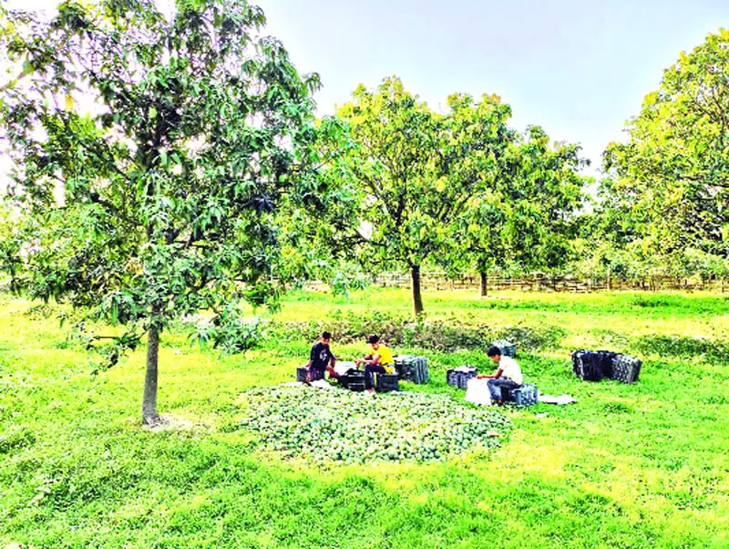 নওগাঁর প্রত্যন্ত আমের রাজ্যে